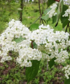 Blackhaw Viburnum Shrub Live Plant - 10-16