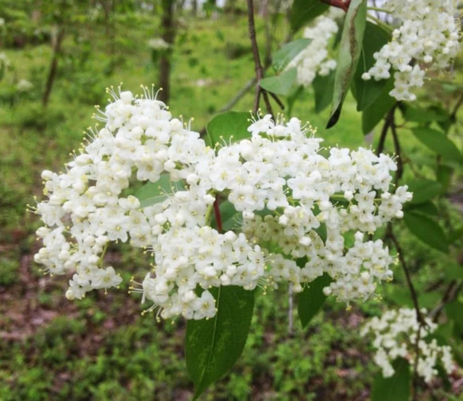 Blackhaw Viburnum Shrub Live Plant - 10-16" Tall - Quart Pot - Edible Berries - Image 9