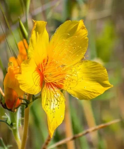 Blazing Star Seeds - Mentzelia lindleyi Golden Wildflower Seeds - 50 Seeds - Image 2