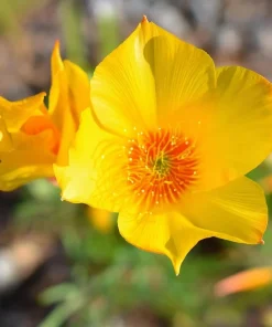 Blazing Star Seeds - Mentzelia lindleyi Golden Wildflower Seeds - 50 Seeds - Image 3