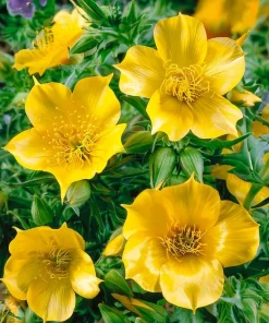Blazing Star Seeds - Mentzelia lindleyi Golden Wildflower Seeds - 50 Seeds - Image 4