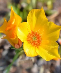Blazing Star Seeds - Mentzelia lindleyi Golden Wildflower Seeds - 50 Seeds - Image 5