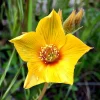Blazing Star Seeds - Mentzelia lindleyi Golden Wildflower Seeds - 50 Seeds - Image 1