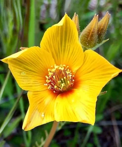 Blazing Star Seeds - Mentzelia lindleyi Golden Wildflower Seeds - 50 Seeds - Image 1