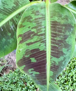 Blood Banana Live Plant – Musa Acuminata – Exotic Fruit Tree for Home & Garden - Image 3