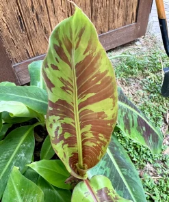 Blood Banana Live Plant – Musa zebrina Tropical Ornamental Tree - Image 2