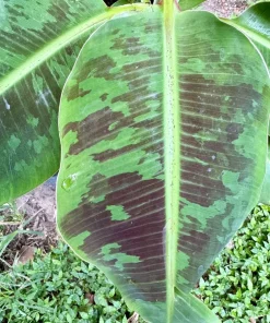 Blood Banana Live Plant – Musa zebrina Tropical Ornamental Tree - Image 3