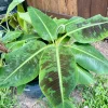 Blood Banana Live Plant – Musa zebrina Tropical Ornamental Tree - Image 1