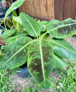Blood Banana Live Plant – Musa zebrina Tropical Ornamental Tree - Image 1