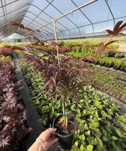 Bloodgood Japanese Maple Tree Live Plant - Red Upright Form - #1 Container - Zones 5-9 - Image 2