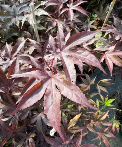 Bloodgood Japanese Maple Tree Live Plant - Red Upright Form - #1 Container - Zones 5-9 - Image 3