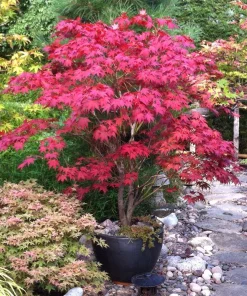 Bloodgood Japanese Maple Tree Live Plant - Red Upright Form - #1 Container - Zones 5-9 - Image 4