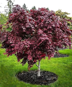 Bloodgood Japanese Maple Tree Live Plant - Red Upright Form - #1 Container - Zones 5-9 - Image 5