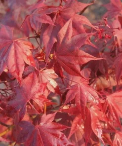 Bloodgood Japanese Maple Tree Live Plant - Red Upright Form - #1 Container - Zones 5-9 - Image 6