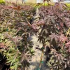 Bloodgood Japanese Maple Tree Live Plant - Red Upright Form - #1 Container - Zones 5-9 - Image 1