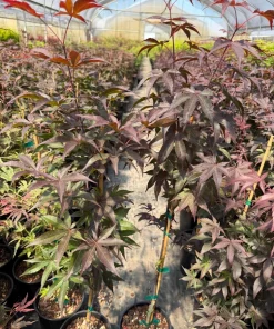 Bloodgood Japanese Maple Tree Live Plant - Red Upright Form - #1 Container - Zones 5-9 - Image 1