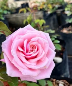 Blossom Time Rose Live Plant - Climbing Rose Bush, 4-6 Inch Height, Fragrant Blooms - Image 2