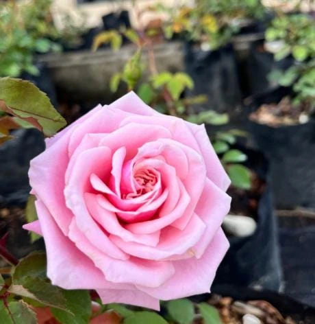 Blossom Time Rose Live Plant - Climbing Rose Bush, 4-6 Inch Height, Fragrant Blooms - Image 2