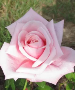 Blossom Time Rose Live Plant - Climbing Rose Bush, 4-6 Inch Height, Fragrant Blooms - Image 3