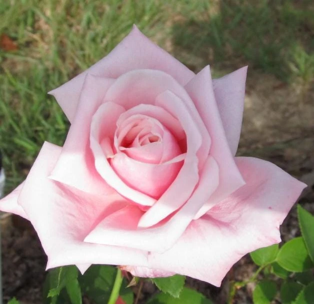 Blossom Time Rose Live Plant - Climbing Rose Bush, 4-6 Inch Height, Fragrant Blooms - Image 3