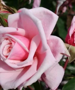 Blossom Time Rose Live Plant - Climbing Rose Bush, 4-6 Inch Height, Fragrant Blooms - Image 4