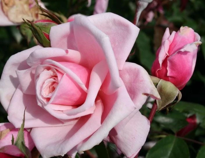 Blossom Time Rose Live Plant - Climbing Rose Bush, 4-6 Inch Height, Fragrant Blooms - Image 4