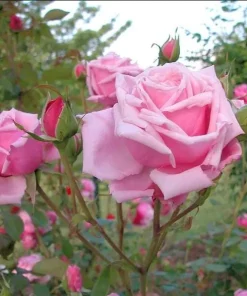 Blossom Time Rose Live Plant - Climbing Rose Bush, 4-6 Inch Height, Fragrant Blooms - Image 5