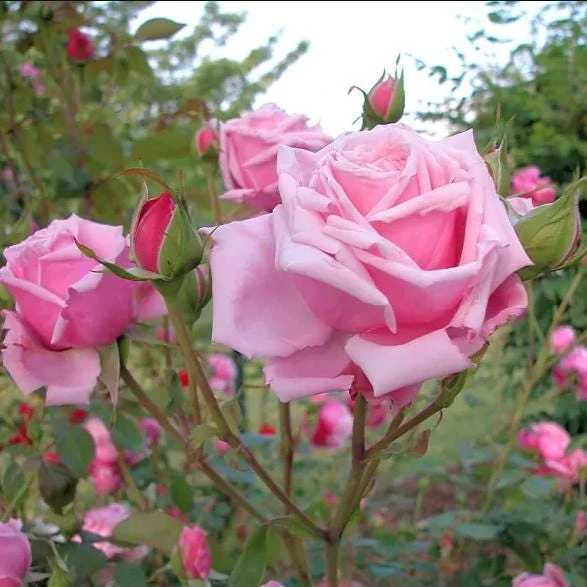 Blossom Time Rose Live Plant - Climbing Rose Bush, 4-6 Inch Height, Fragrant Blooms - Image 5