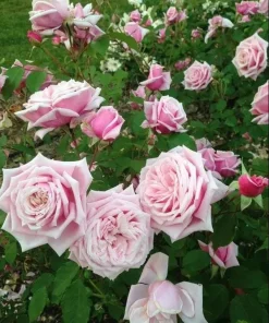 Blossom Time Rose Live Plant - Climbing Rose Bush, 4-6 Inch Height, Fragrant Blooms - Image 6
