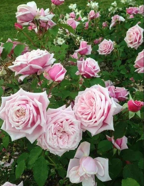 Blossom Time Rose Live Plant - Climbing Rose Bush, 4-6 Inch Height, Fragrant Blooms - Image 6