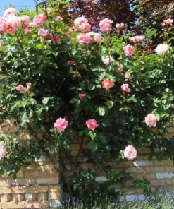 Blossom Time Rose Live Plant - Climbing Rose Bush, 4-6 Inch Height, Fragrant Blooms - Image 7