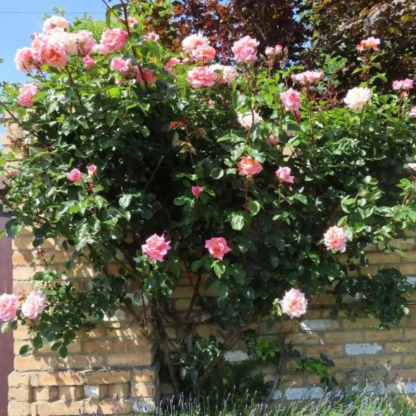 Blossom Time Rose Live Plant - Climbing Rose Bush, 4-6 Inch Height, Fragrant Blooms - Image 7