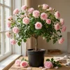 Blossom Time Rose Live Plant - Climbing Rose Bush, 4-6 Inch Height, Fragrant Blooms - Image 1