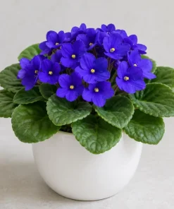 Blue African Violet Live Plant – 4 Inch Pot, Blooming Houseplant, 3-5 Inches Tall - Image 2