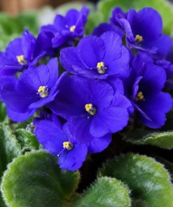 Blue African Violet Live Plant – 4 Inch Pot, Blooming Houseplant, 3-5 Inches Tall - Image 3