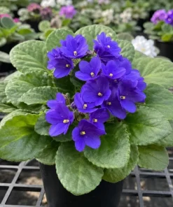 Blue African Violet Live Plant – 4 Inch Pot, Blooming Houseplant, 3-5 Inches Tall - Image 4