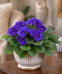 Blue African Violet Live Plant – 4 Inch Pot, Blooming Houseplant, 3-5 Inches Tall - Image 5