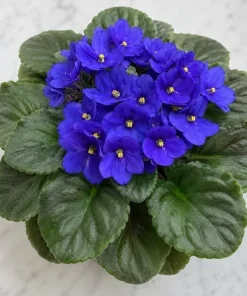 Blue African Violet Live Plant – 4 Inch Pot, Blooming Houseplant, 3-5 Inches Tall - Image 6