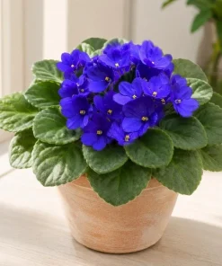 Blue African Violet Live Plant – 4 Inch Pot, Blooming Houseplant, 3-5 Inches Tall - Image 7