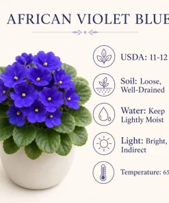 Blue African Violet Live Plant – 4 Inch Pot, Blooming Houseplant, 3-5 Inches Tall - Image 8