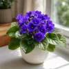 Blue African Violet Live Plant – 4 Inch Pot, Blooming Houseplant, 3-5 Inches Tall - Image 1