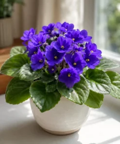 Blue African Violet Live Plant – 4 Inch Pot, Blooming Houseplant, 3-5 Inches Tall - Image 1