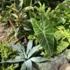 Blue Agave Live Plant - Agave Azul Succulent - Drought Tolerant Outdoor - Image 1