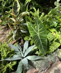 Blue Agave Live Plant - Agave Azul Succulent - Drought Tolerant Outdoor - Image 1
