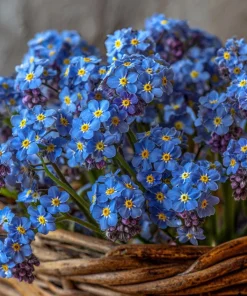 Blue Angel Cape Forget Me Not Seeds - 200 Count - Sky Blue Annual Flowers - Image 3