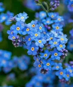 Blue Angel Cape Forget Me Not Seeds - 200 Count - Sky Blue Annual Flowers - Image 4