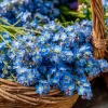 Blue Angel Cape Forget Me Not Seeds - 200 Count - Sky Blue Annual Flowers - Image 1