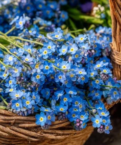 Blue Angel Cape Forget Me Not Seeds - 200 Count - Sky Blue Annual Flowers - Image 1