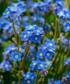 Blue Angel Cape Forget Me Not Seeds - 200 Count - Sky Blue Annual Flowers - Image 5