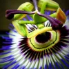 Blue Caerulea Passion Flower Live Plant, 5-9" Tall, Hardy USDA Zone 6-9, Fast-Growing Climber - Image 1